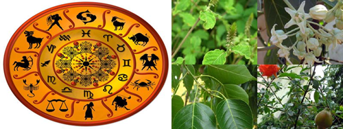 Information on which tree should be planted as per your janma nakshatra